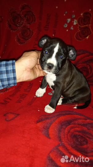 Стаффордширский терьер