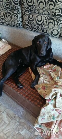 Потерялась собака