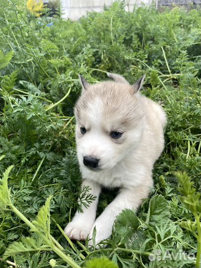 Собаки хаски щенки