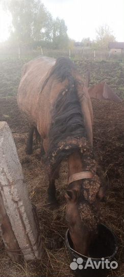 Обученная кобыла с жеребенком