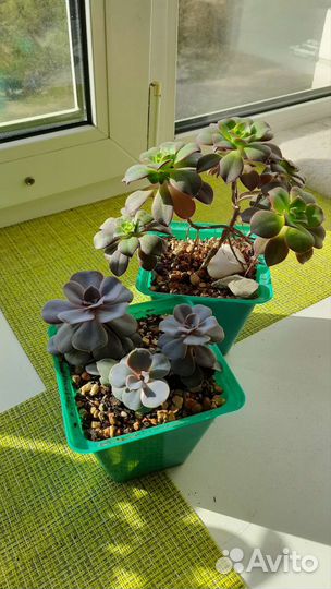 Суккуленты