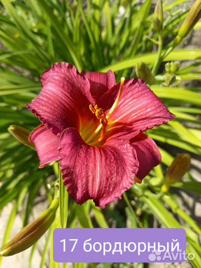 Герань, лилейники, флокс