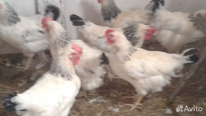 Куры молодки несушки