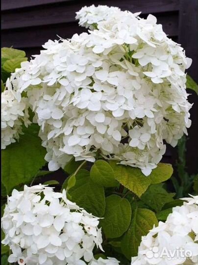 Гортензия древовидная Анабель