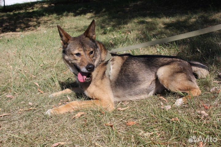 Добрая собака для добрых людей