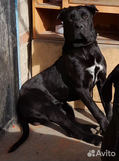 Кане Корсо вязка