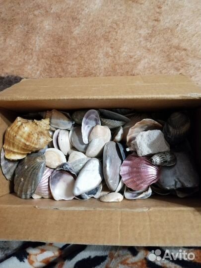 Ракушки и камушки с моря
