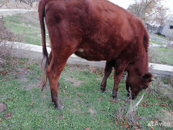 Тёлка 1год и 6 месяцев