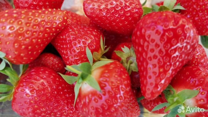 Саженцы клубники Мурано, закрытая корневая система