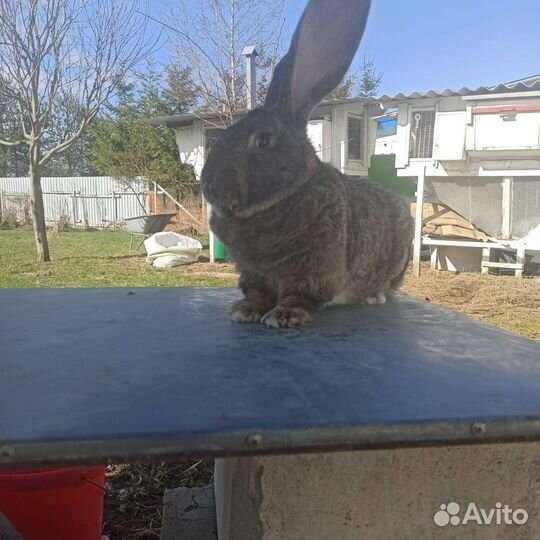 Кролики порода фландр
