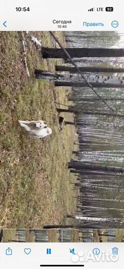 Собаки щенки