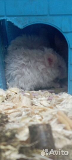 Кудрявые мышки рексы-тексель детки + клетки