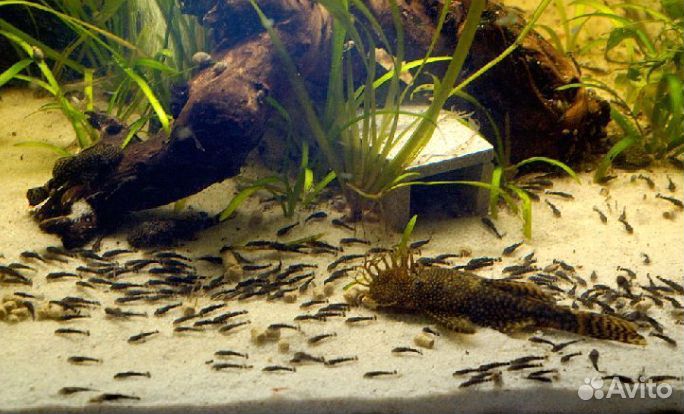 Анциструс мальки