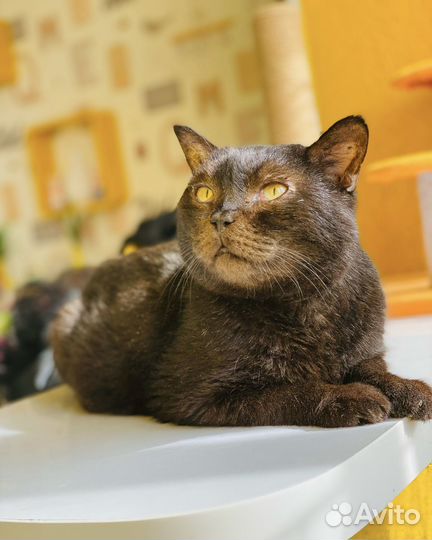 Кот Василий в добрые ручки