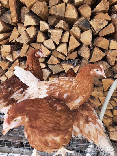 Курочки несушки Адлеровские серебристые домашние