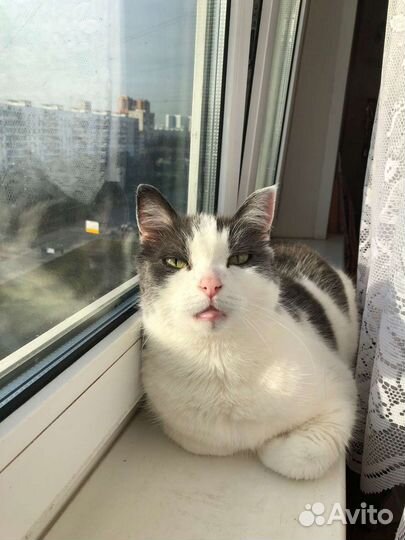 Котик в добрые руки