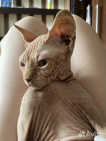 Сфинкс вязка