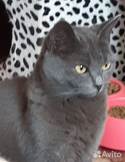 Кошечка Дотти ищет свой дом