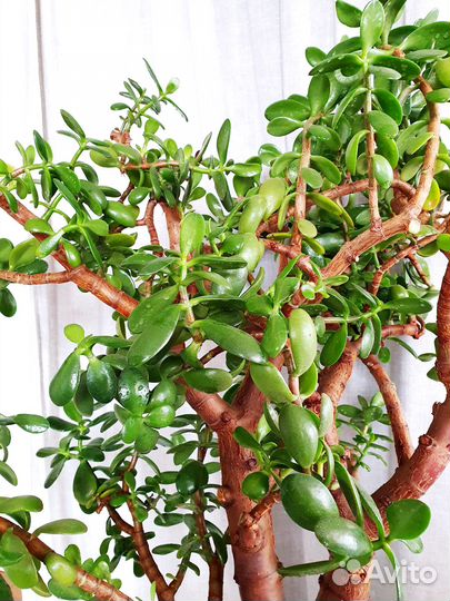 Большие растения денежное дерево фикус эластика