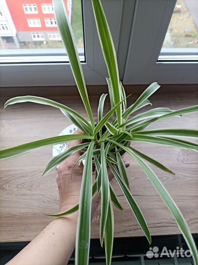 Хлорофитум