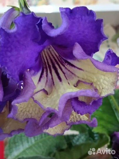 Стрептокарпусы цветущие