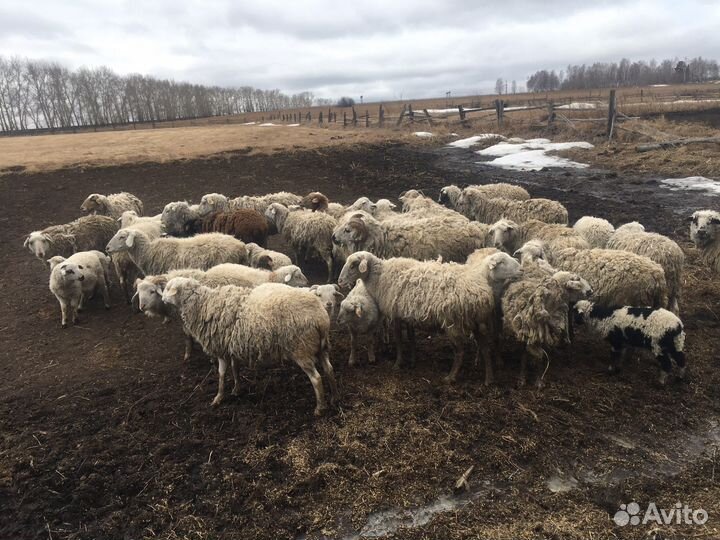 Овцы, бараны и ягнята