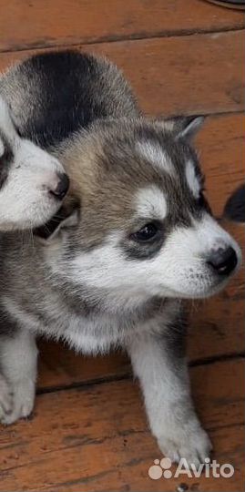 Собаки хаски