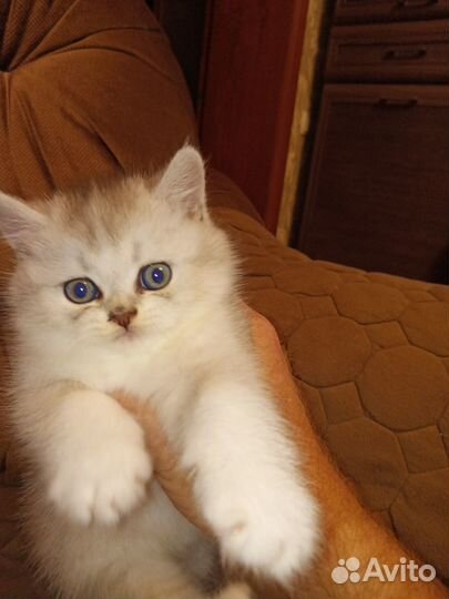 Британские котята