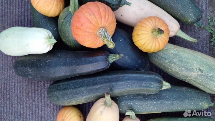 Кабачки. Тыквы со своего огорода