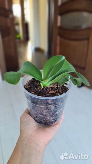 Орхидея фаленопсис детка