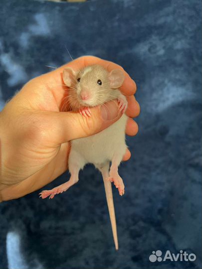 Декоративные крысы. Выбор большой