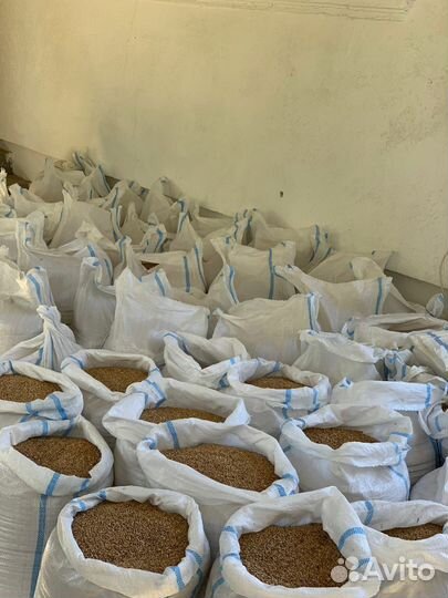 Пшеница фуражная