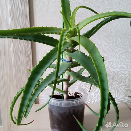 Алоэ лечебный