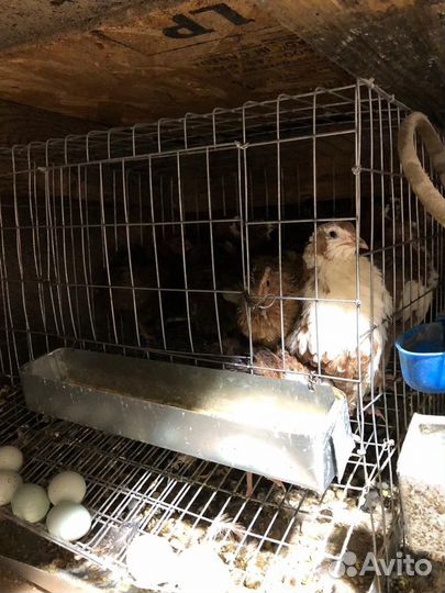 Перепела продажа инкубационное яйцо