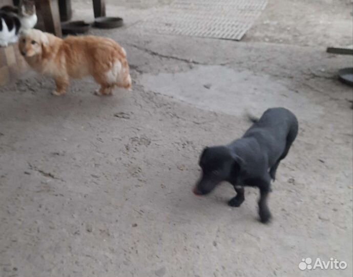 Щенки таксы бесплатно