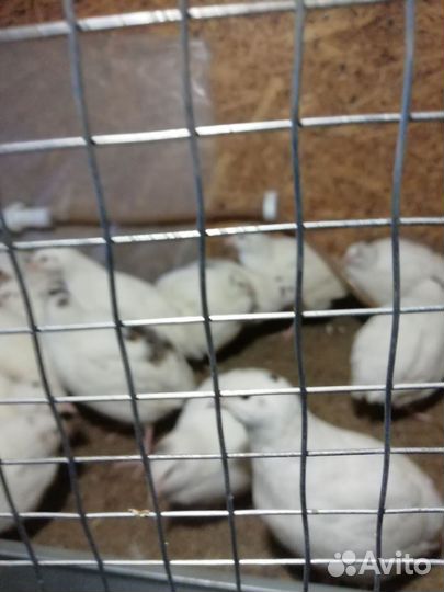 Перепела продажа