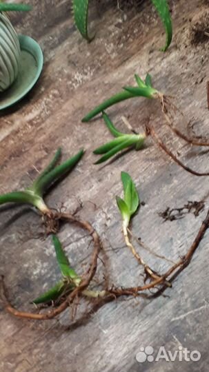 Алоэ вера из Туниса