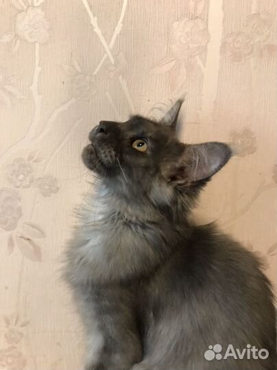 Котята мейн-кун