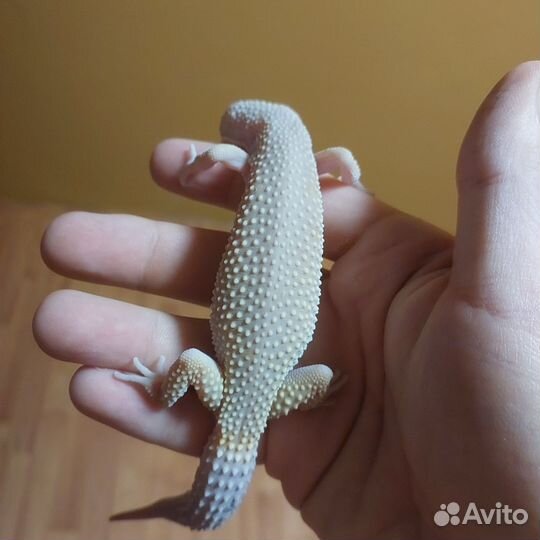 Эублефар геккон ящерица