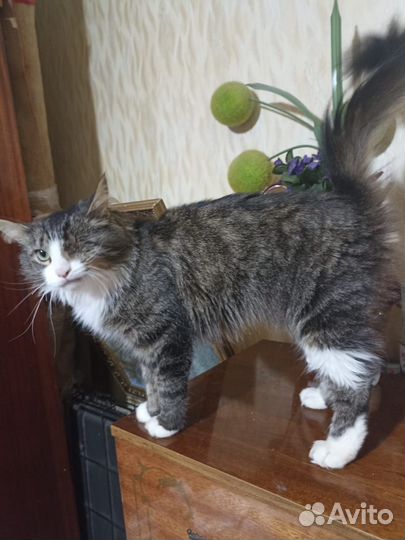 Алиса