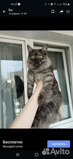 Кот в добрые руки