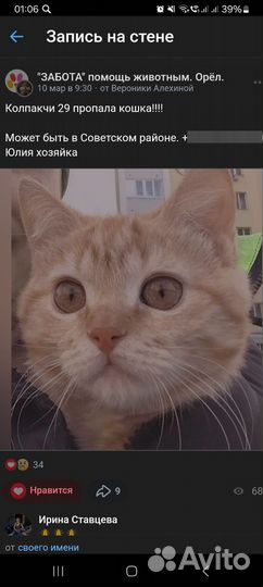 Потерялась кошка