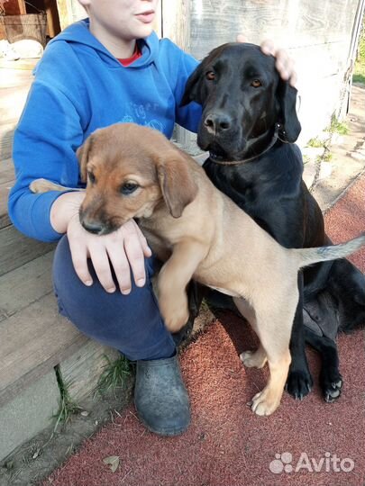 Собака в добрые руки отдам бесплатно