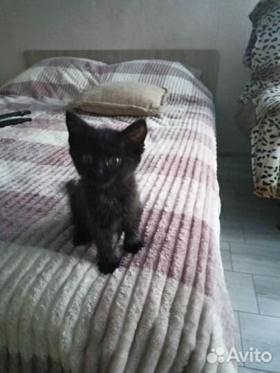 Котенок черный
