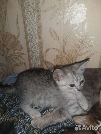 Британская кошка бесплатно