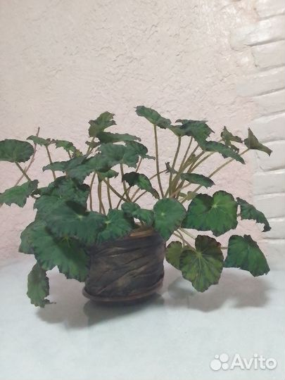 Бегония тигровая