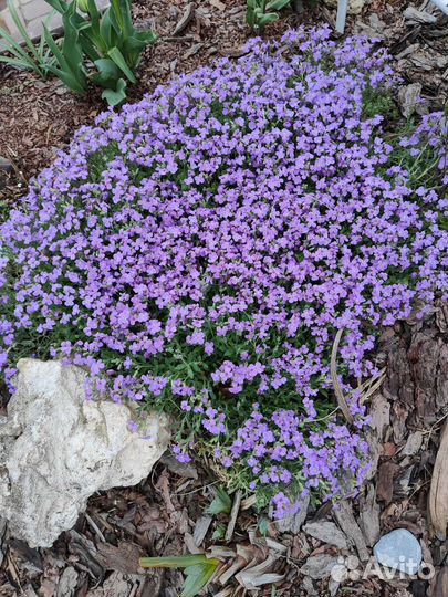 Растения для альпийской горки