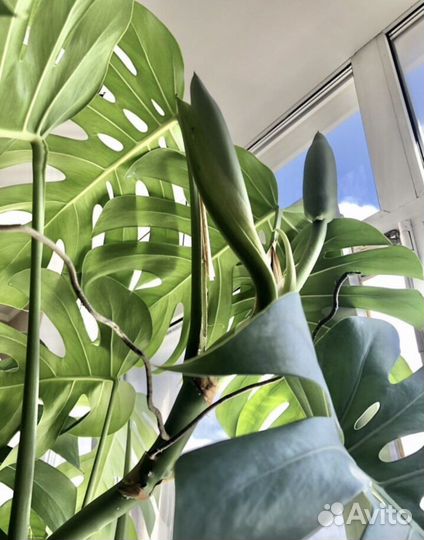 Монстера цветущая, альба вариегатная, манки