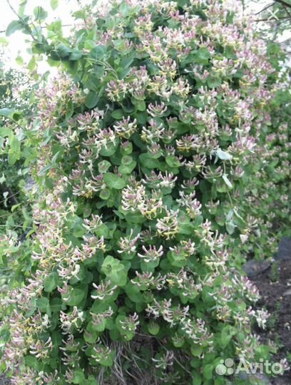 Растения для сада