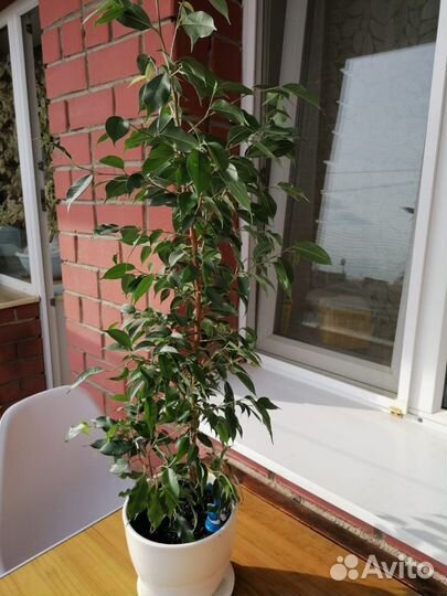 Фикус Беджамина